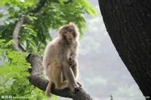 猴子是怎么样一种动物