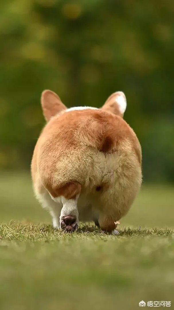 有哪些清新可爱的手机壁纸可以推荐？