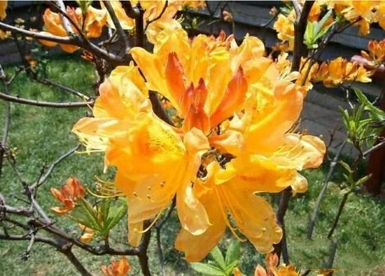 杜鹃是大叶还是小叶