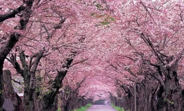 日本东京早樱肆意绽放，为何樱花有种别样的浪漫？