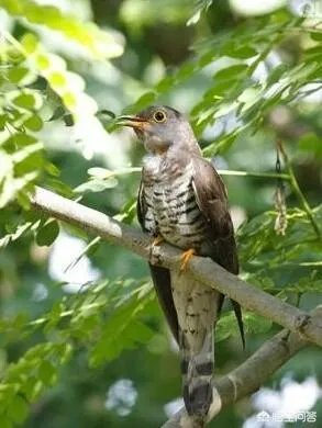 黄鹂知人意，柳外时时送好音。上联如何对？