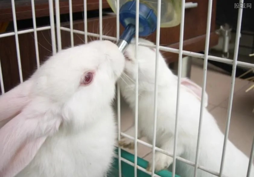 2017獭兔最新价格 獭兔多少钱一斤