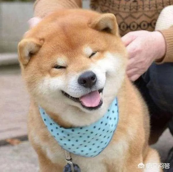 秋田犬价格为什么那么昂贵？