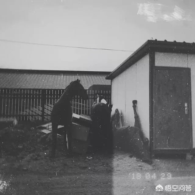 如何利用手机app让一张照片“起死回生”?