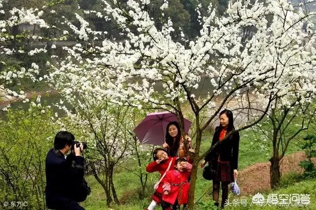 上联：春风春雨绿春柳，如何对下联？