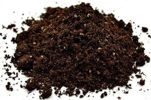 为啥你养的绿萝只长叶子不长藤蔓？