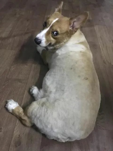 把宠物狗当作土狗养会怎么样?