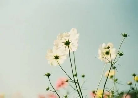 六神磊磊文笔比较容易让人接受