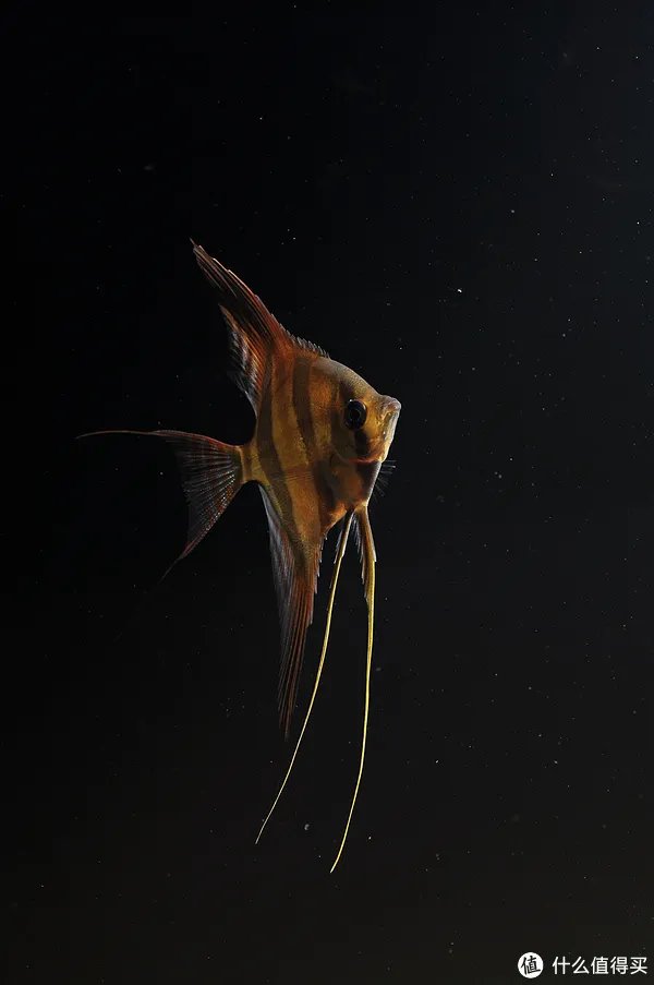 摄影新人经验分享---如何拍摄好那些漂亮的观赏鱼