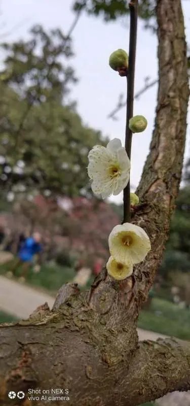 苏宁易购和京东哪个更好点，请知情人士回答谢谢（在京东上买过除了有点贵物流都很快）