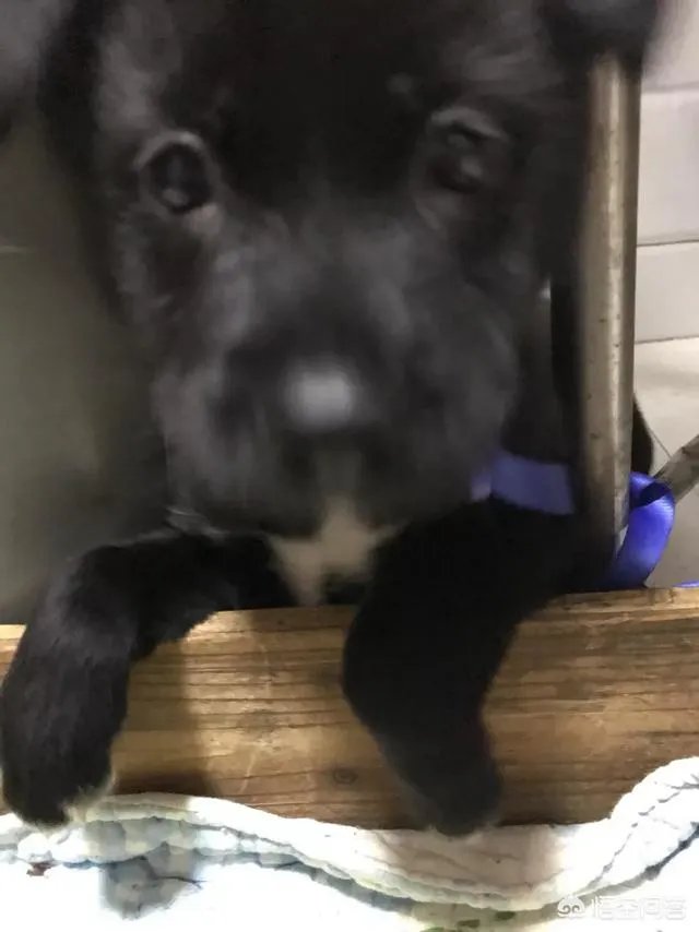 把宠物狗当作土狗养会怎么样?