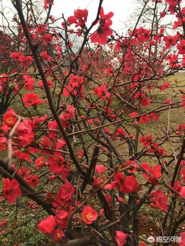 上联：春风春雨绿春柳，如何对下联？