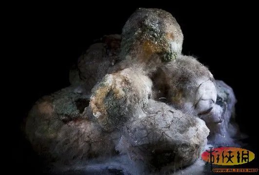 艺术家将腐烂蔬菜水果拍摄成奇异自然景观