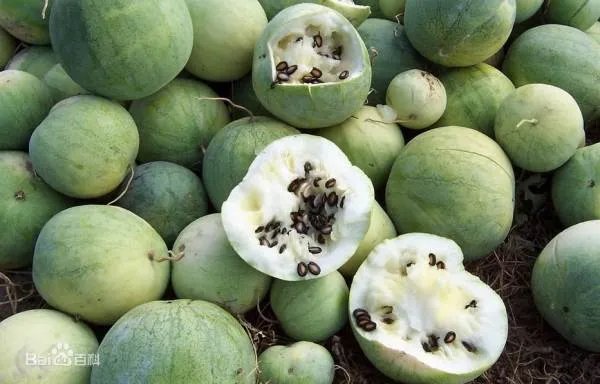 一般我们吃的零食西瓜子是夏天常吃的西瓜里的籽吗？