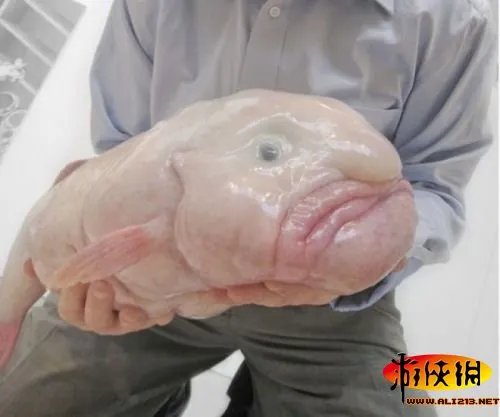 黑角安康鱼长相骇人！盘点绝对惊爆眼球的海洋丑鱼