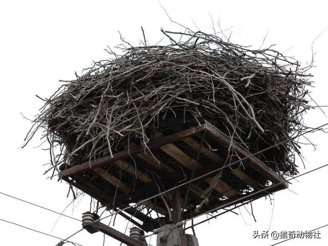 过去鸟筑巢都是在树上，为什么现在都在高压线铁塔上筑巢？