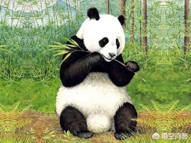 大熊猫居然起源于欧洲？这个考古发现是不是在扯？