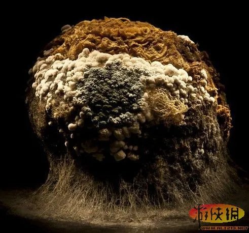 艺术家将腐烂蔬菜水果拍摄成奇异自然景观