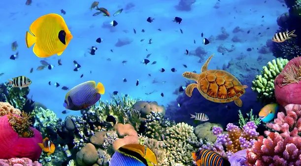 中国在建的海底观测网未来可以直播海底世界的新闻?